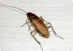 COCKROACHES