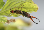 EARWIGS