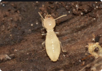 TERMITES