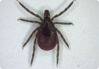 TICKS