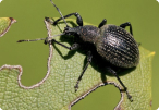 WEEVILS